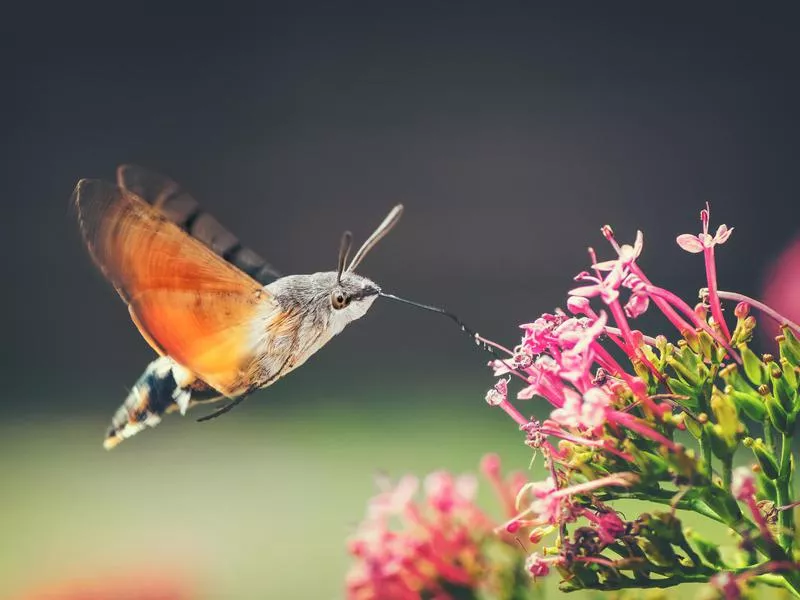 Hummingbird Hawk-Moth