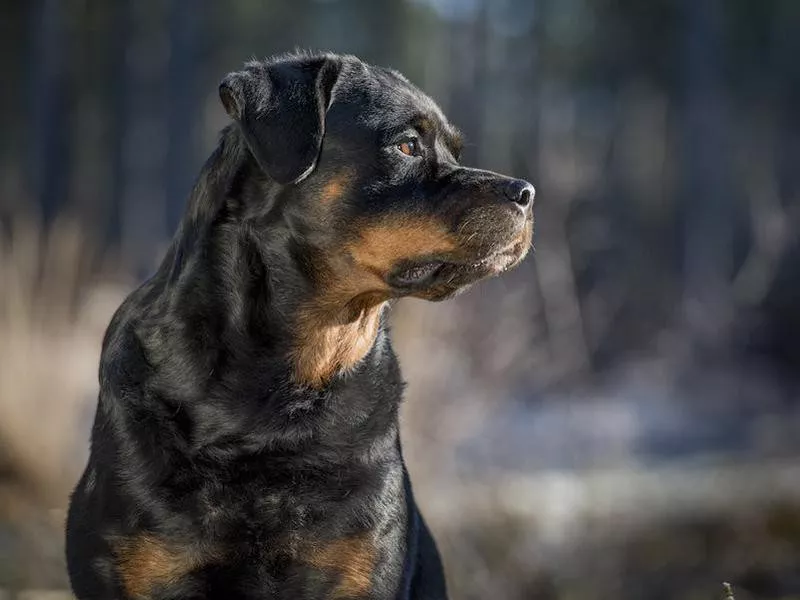 Rottweiler