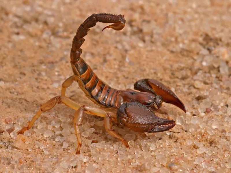 Aggressive scorpion