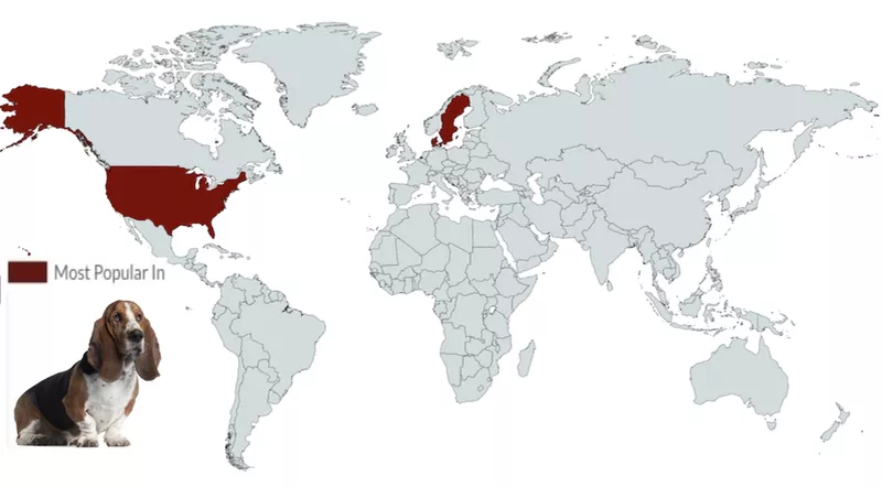 Bassett Hound Map