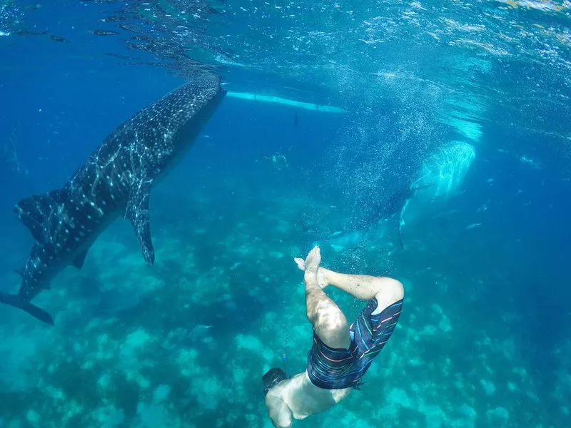 Whale shark in the ocean