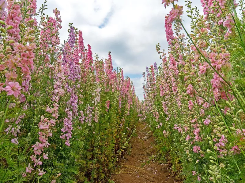 A row of delphinium flowers, Wick, Pershore, UK