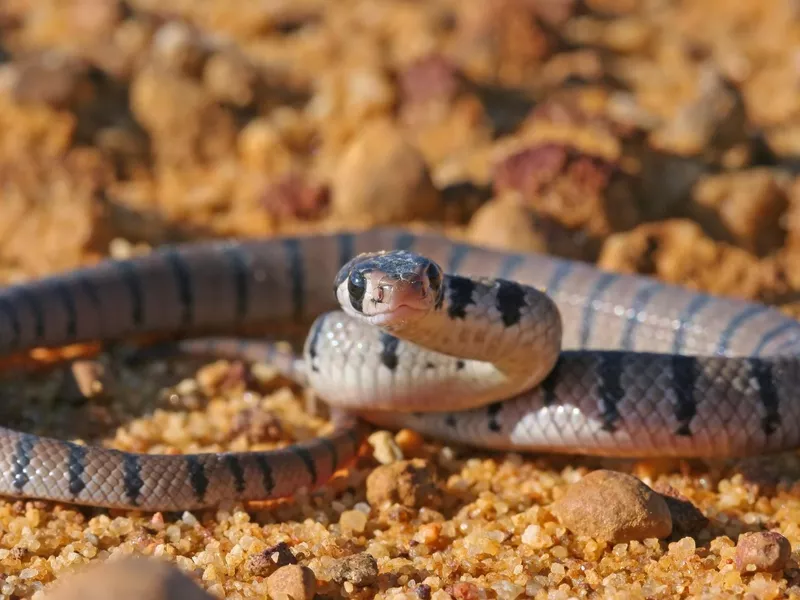 Eastern Brown Snake