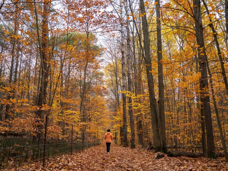 Hiking in autumn forest in Vermont