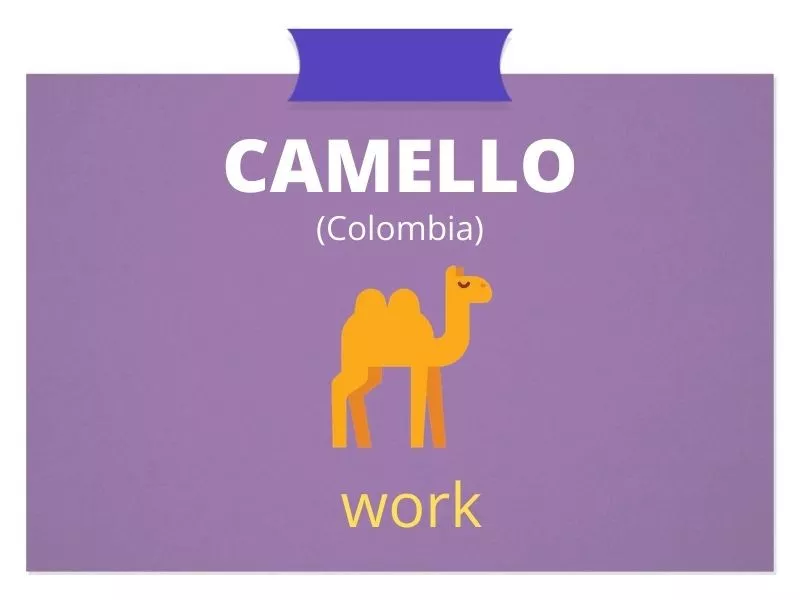 Camel