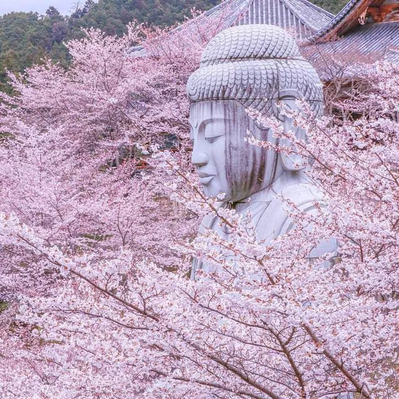 Cherry blossoms in the Nara temple